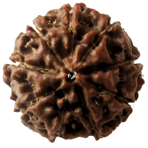 9 Mukhi Rudraksha